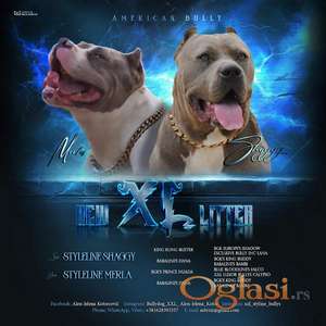 American bully xl